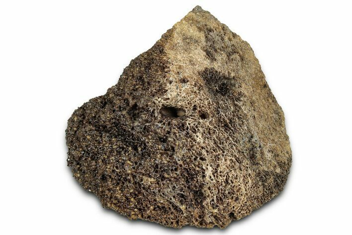 Fossil Tyrannosaur (T rex) Bone Section - Wyoming #328697